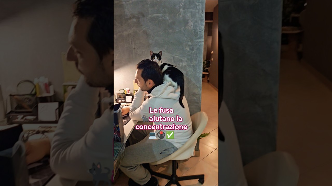 Vita lavorativa/affetto felino🐈&zwj;⬛✅💻&hearts;️💯