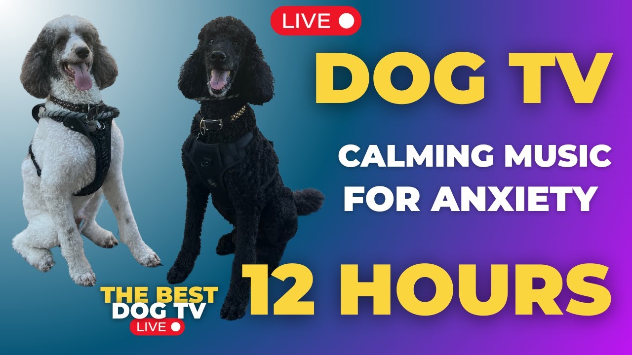 [DOG TV] Calming Music for your Dog 12 HOURS