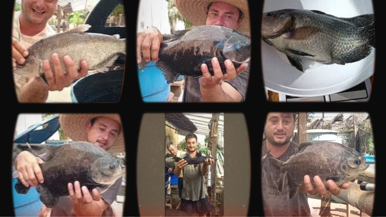 Descubra 6 Espécies de Peixe para Criar!