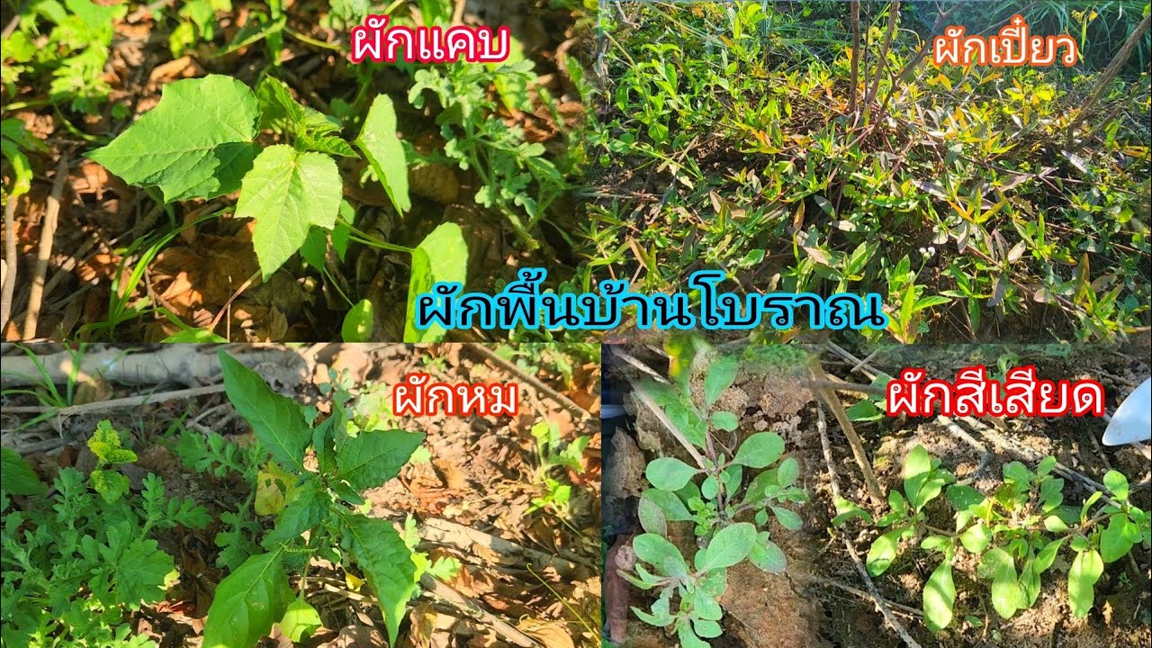 พาเก็บผักพื้นบ้านโบราณ หลายคนไม่รู้ว่าทานได้