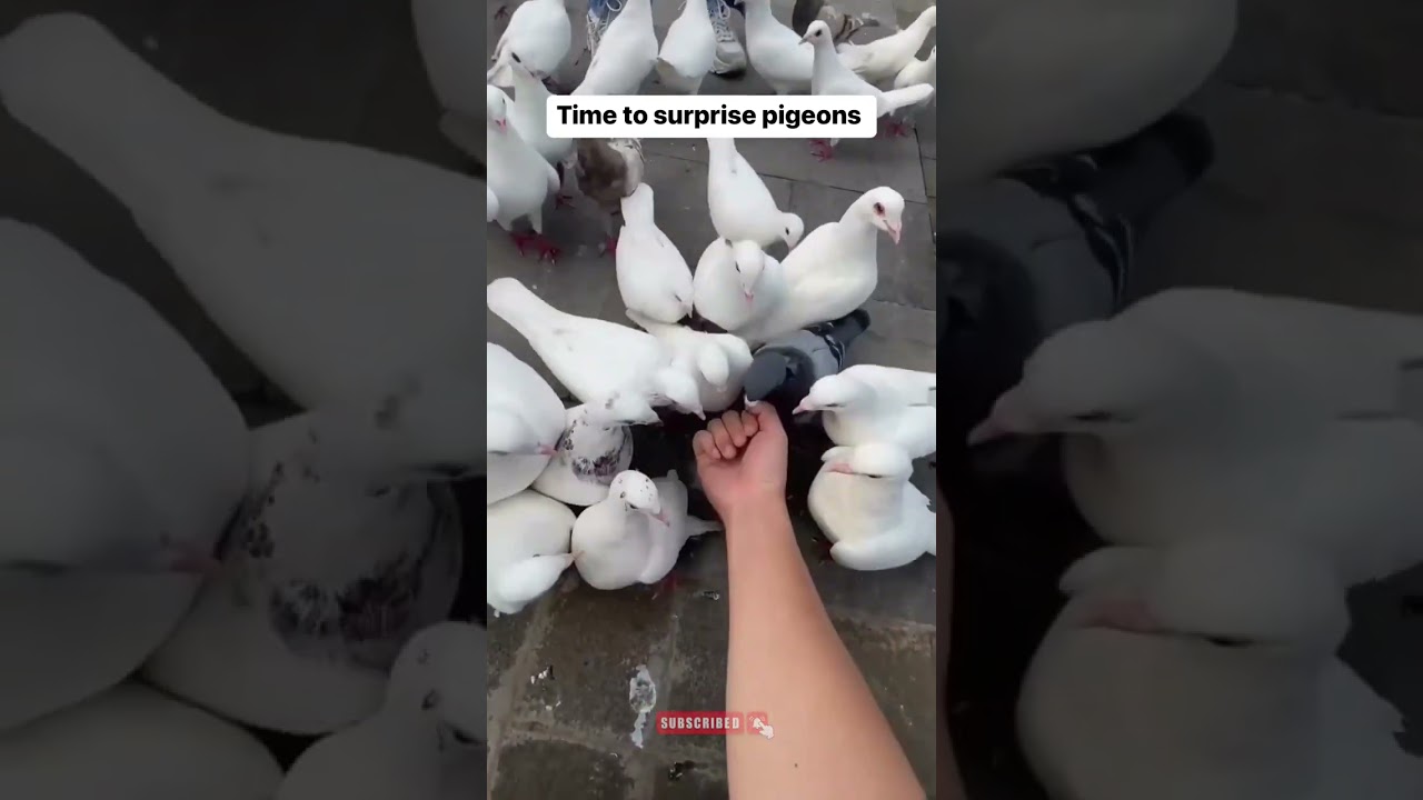 Poor Pigeon !!!