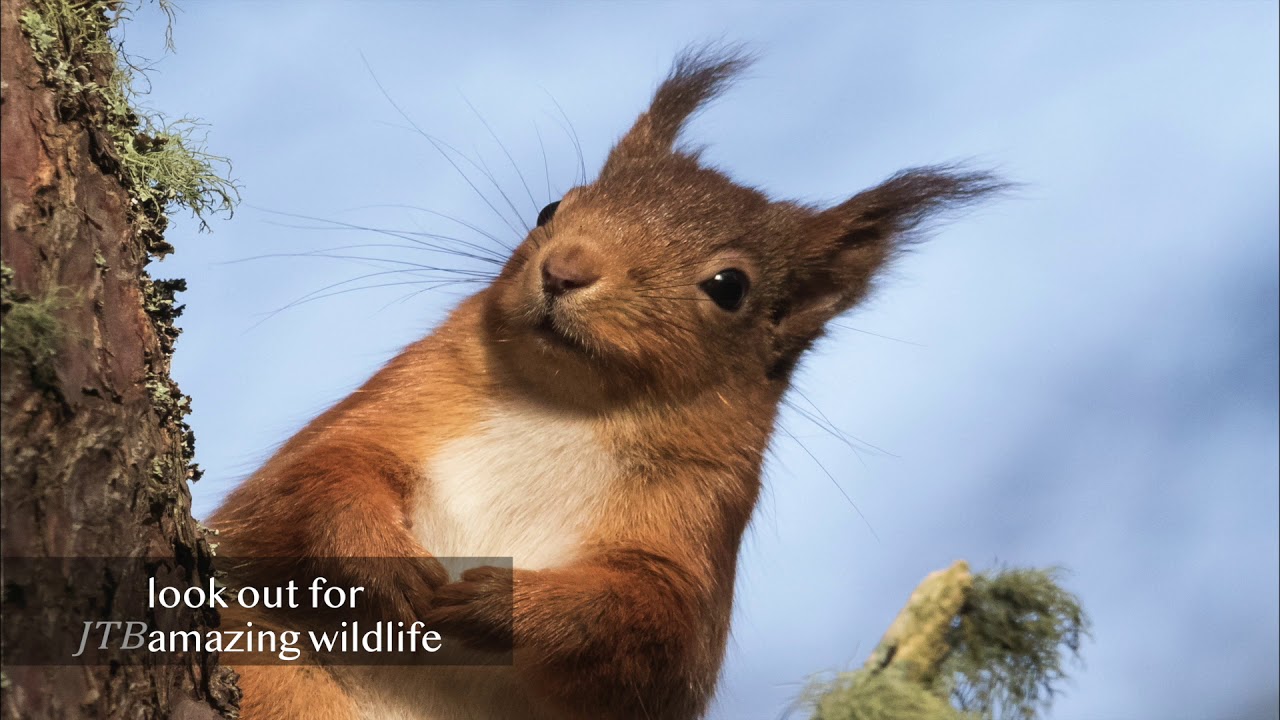 Virtual tour of Dunain Community Woodland