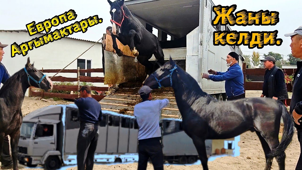 Европадан жаны аргымактар келди 👆 06-10-2023