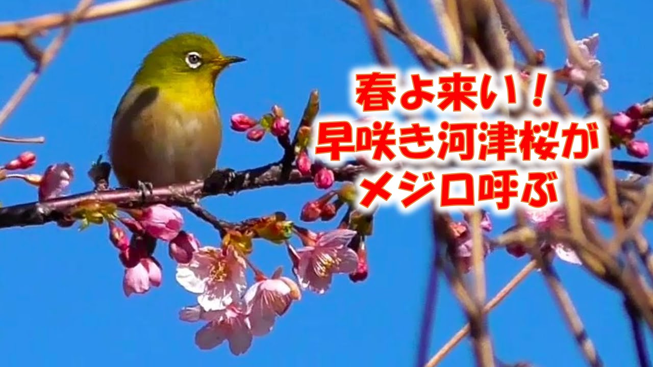 春よ来い！早咲き河津桜がメジロ呼ぶ