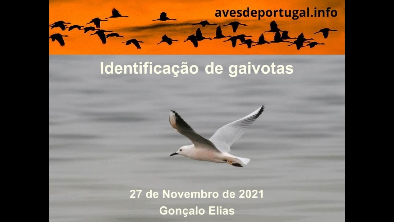 Identifica&ccedil;&atilde;o de gaivotas