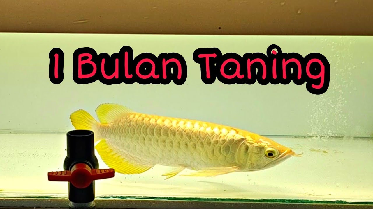 Arwana Crossback Taning 1 Bulan