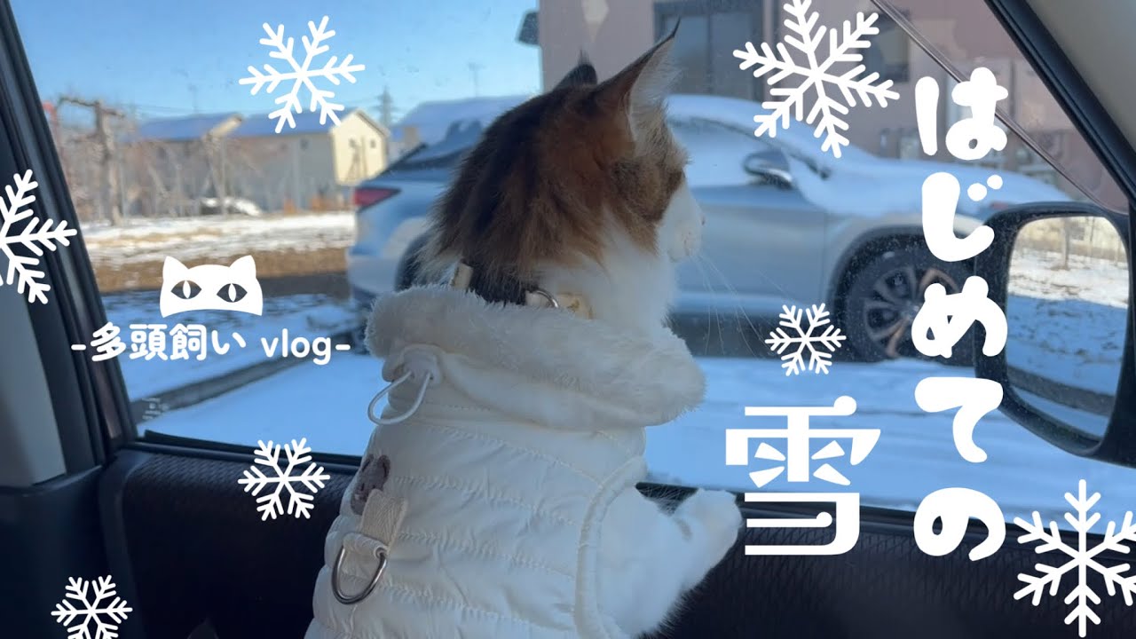 【多頭飼い】初めての雪にウキウキが止まらない猫たち
