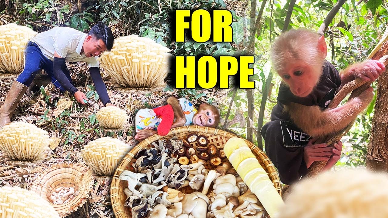 For HOPE, Dad HUNG And JOBI Went Into The Forest – An Ending That Moved Everyone ❤️