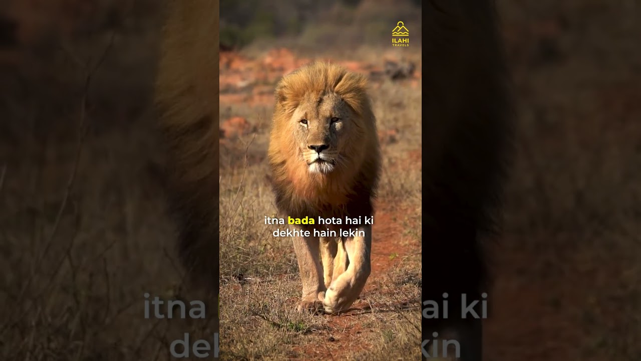What is difference between Asiatic and African lion?....#asiaticlions  #africanlions #wildlife