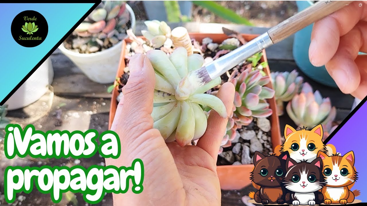 Cómo propago por esquejes e hijuelos a mis plantitas.