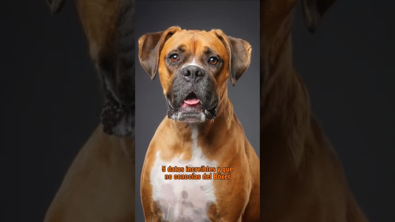 🐶 5 Datos incre&iacute;bles y que no conoc&iacute;as del B&oacute;xer #perros