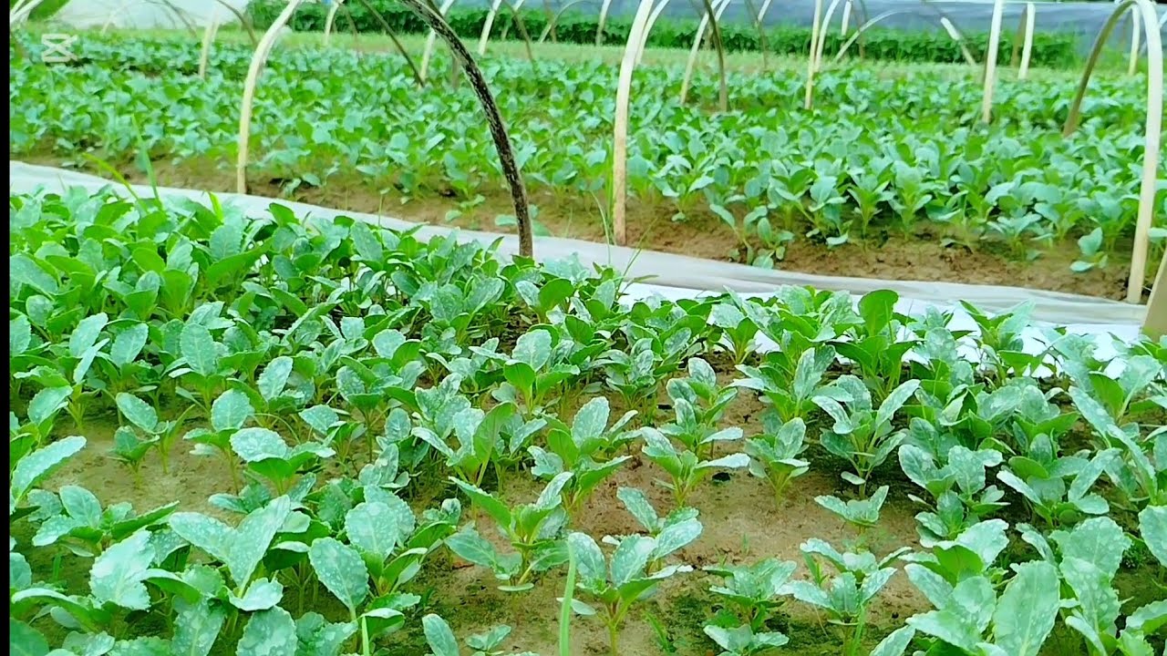 চারাগাছের নার্সারি ফুল কপির চারা 🌱 মরিচ টমেটো বেগুন আরো বিভিন্ন চারাগাছ পাওয়া যায় এখানে 🌱🌸 #নার্সারী