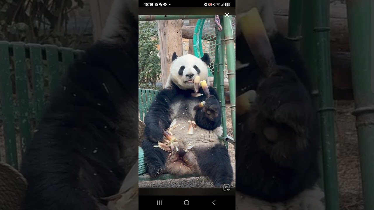 阿三看熊貓錄頻分享🐼 2月26號 小萌蘭大年初十吃播時間 9點加餐
