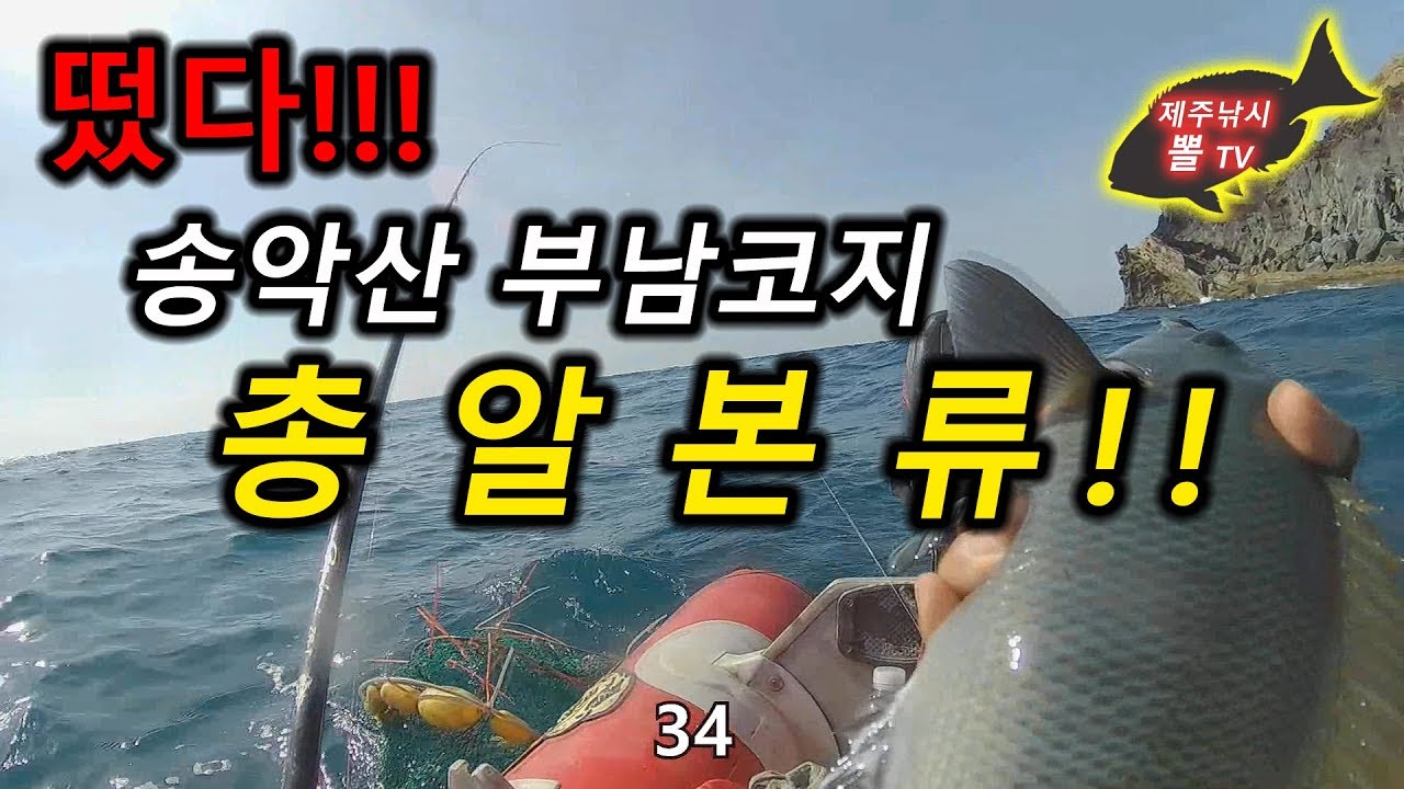 제주도 벵에돔 낚시/송악산 부남코지/남원읍 태흥2리 - 벵에돔,寒グレ,口太グレ,口太メジナ Opaleye fishing in Jeju island