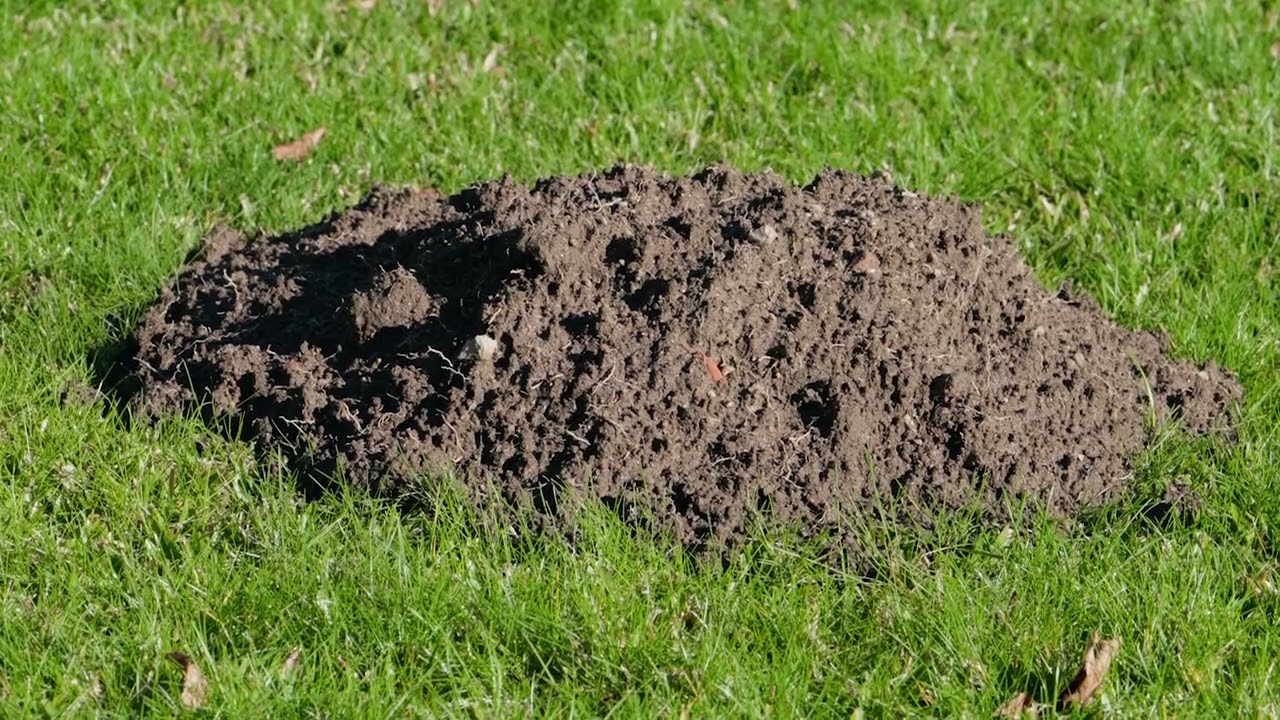 🌱 Pince Piège à Taupe Putange – Maison Aurouze