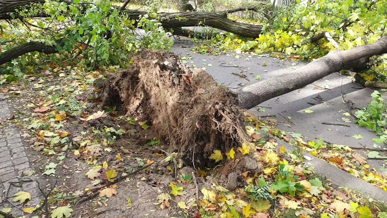 Wichura nad Legnicą. Połamane drzewa, wypadki samochodowe. 138 interwencji Straży Pożarnej.