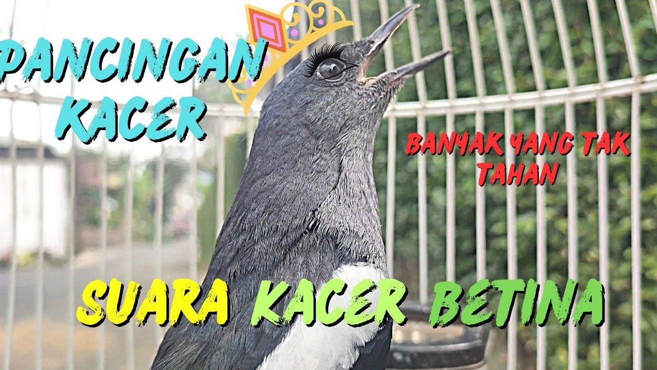 VIRALL⁉️PANCINGAN KACER BETINA ⁉️ KACER JANTAN PASTI TIDAK TAHAN DAN IKUT GACOR ✔️