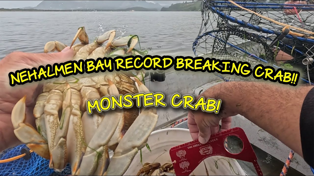 MONSTER Crab Pulled from Nehalem Bay with Danny @northwestweekenders  #Crabbing #oregoncoast