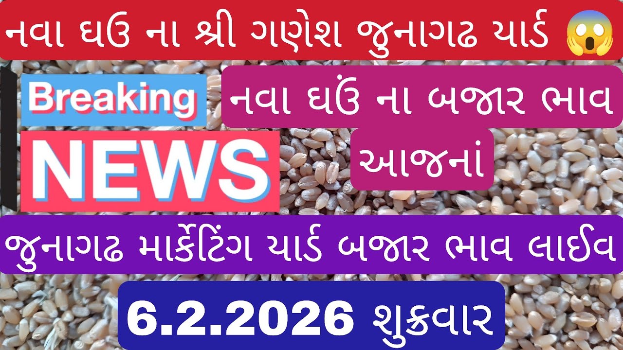 જુનાગઢ માર્કેટિંગ યાર્ડ નવા ઘઉ ના બજાર ભાવ ૦૬.૦૨.૨૦૨૬. #ઘઉંનોભાવ #mungfali #મગફળી #soyabean #ઘઉં 