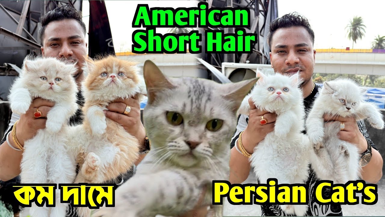 American Short Hair & Persian Cat Sale Low Price. Cat Market Kolkata. Kolkata Cat Market.