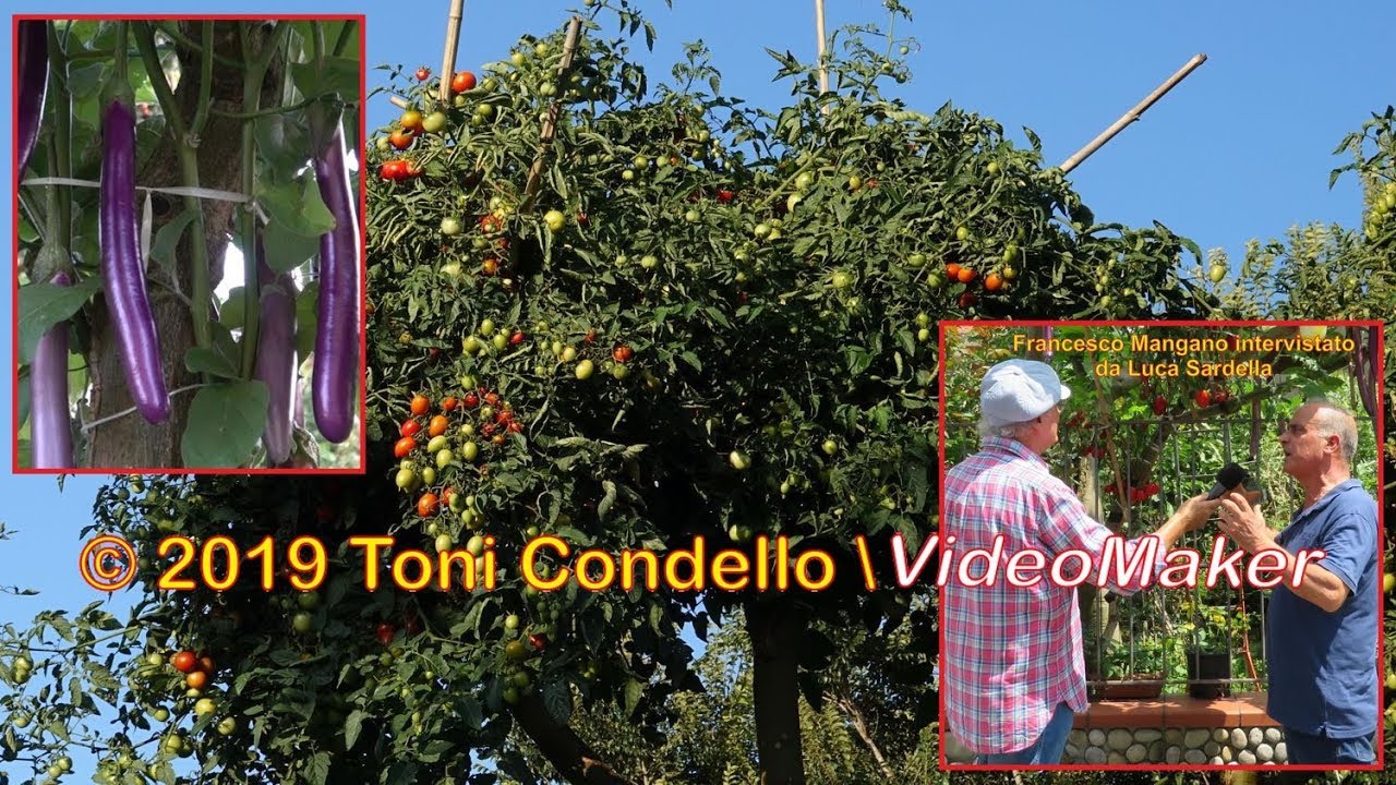 L’orto sull’albero 2019: innesti, fiori, frutti, raccolto. Taurianova RC - by ToniCondello2