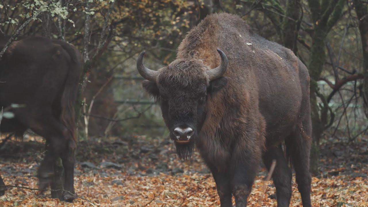 The return of the European bison