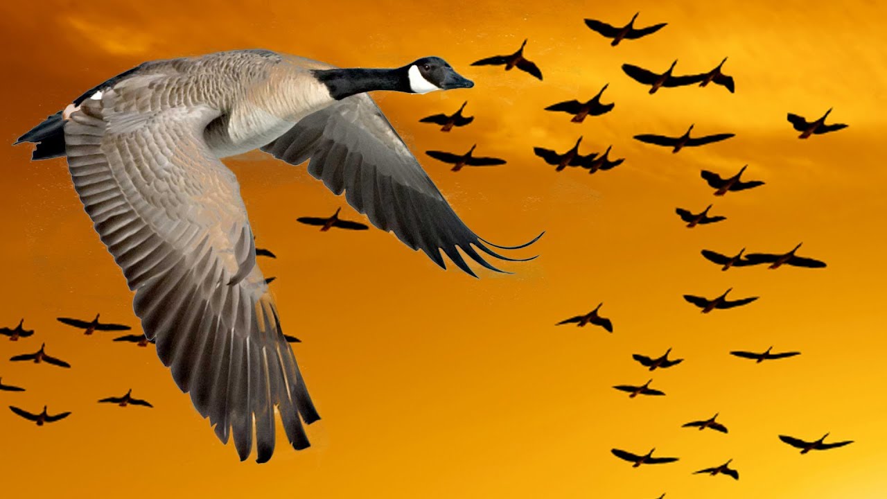 Wisdom of Geese (Motivational)