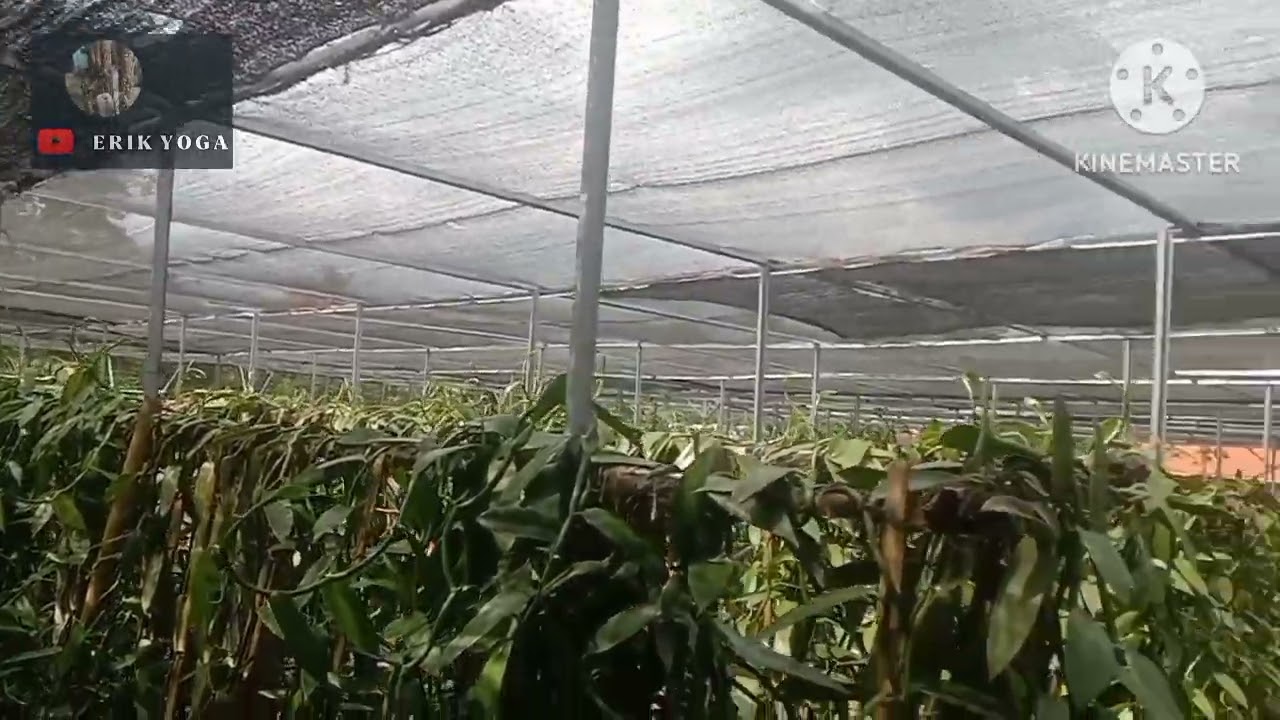 Yuk Berkebun VANILI