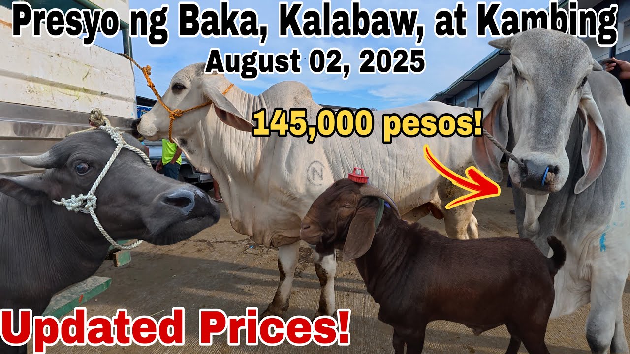 August 01, 2025 - Bentahan ng Baka, Kambing at Kalabaw sa Padre Garcia Batangas | DJI MINI 3