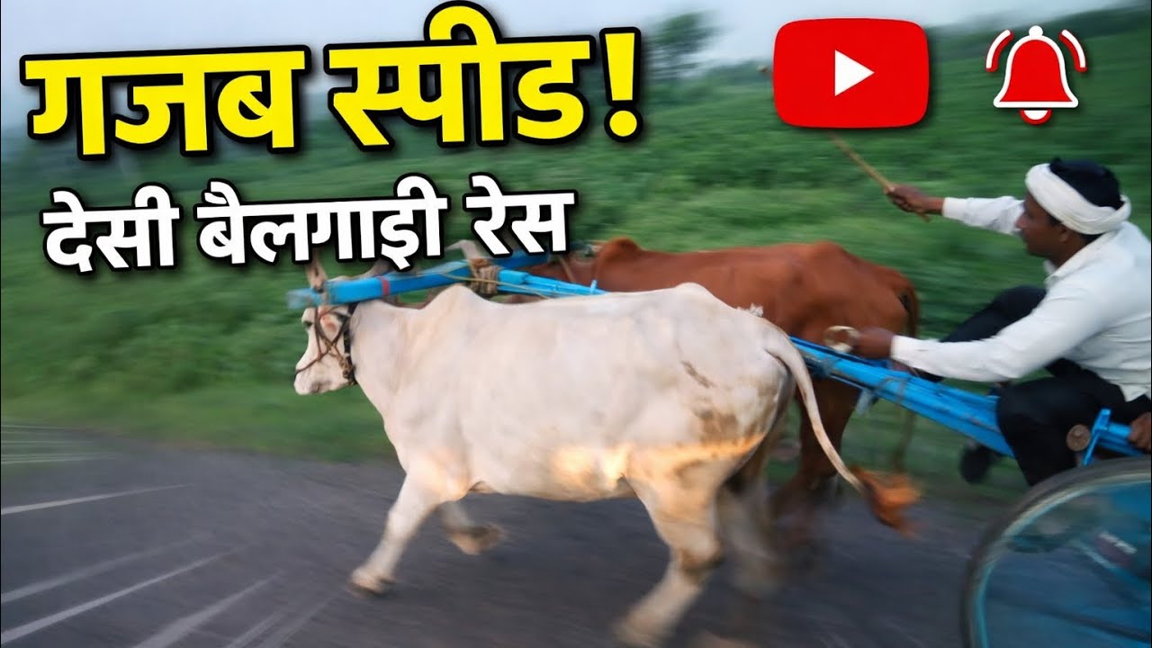 Hatim vlog बेल रेस फूल वीडियो #subscribe #bellrace #cow 