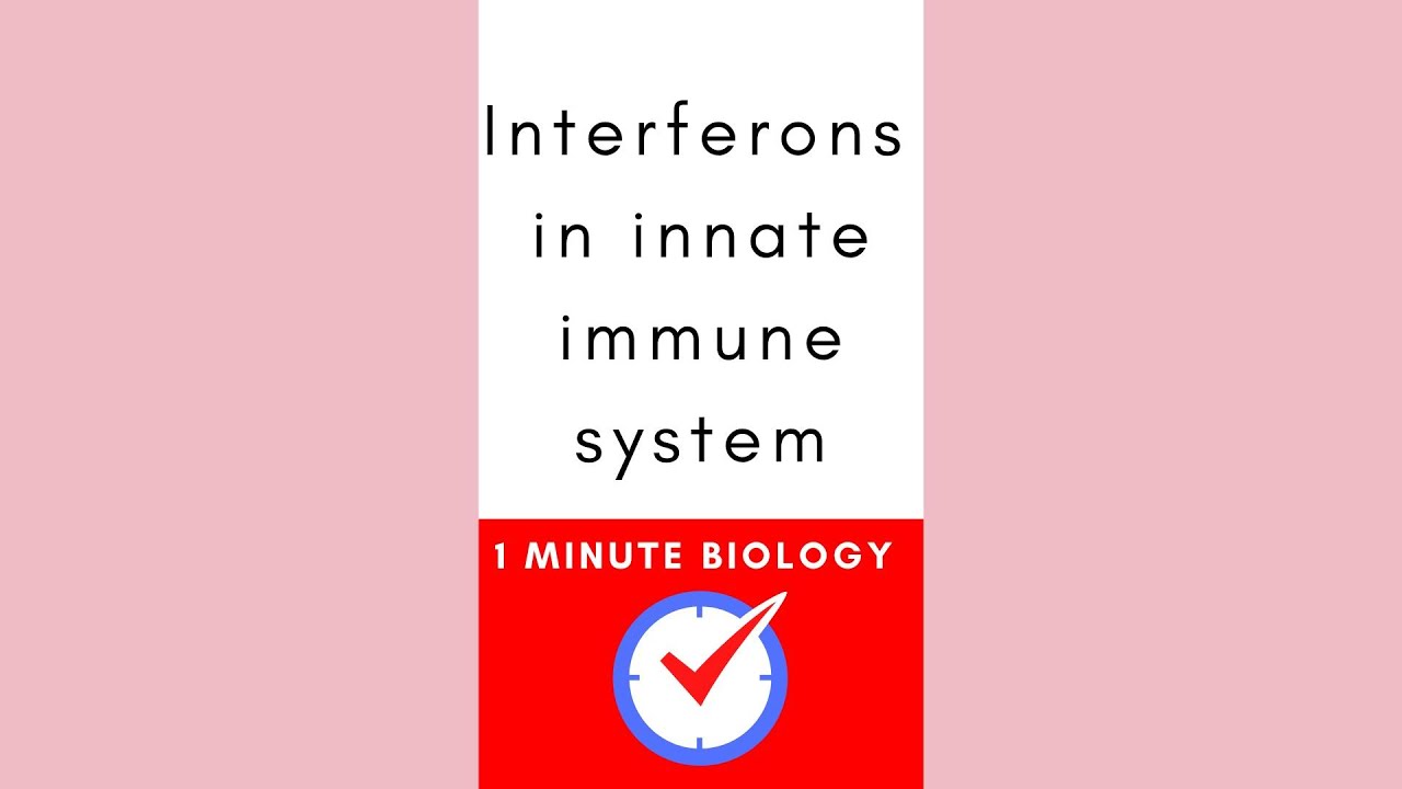 Interferons innate immune system #biology #microbiology #immunology #immunesystem #review #shorts