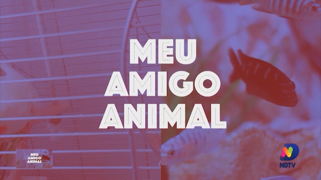 ONG Guerreiro Caramelo: evento incentiva o comércio local e a solidariedade