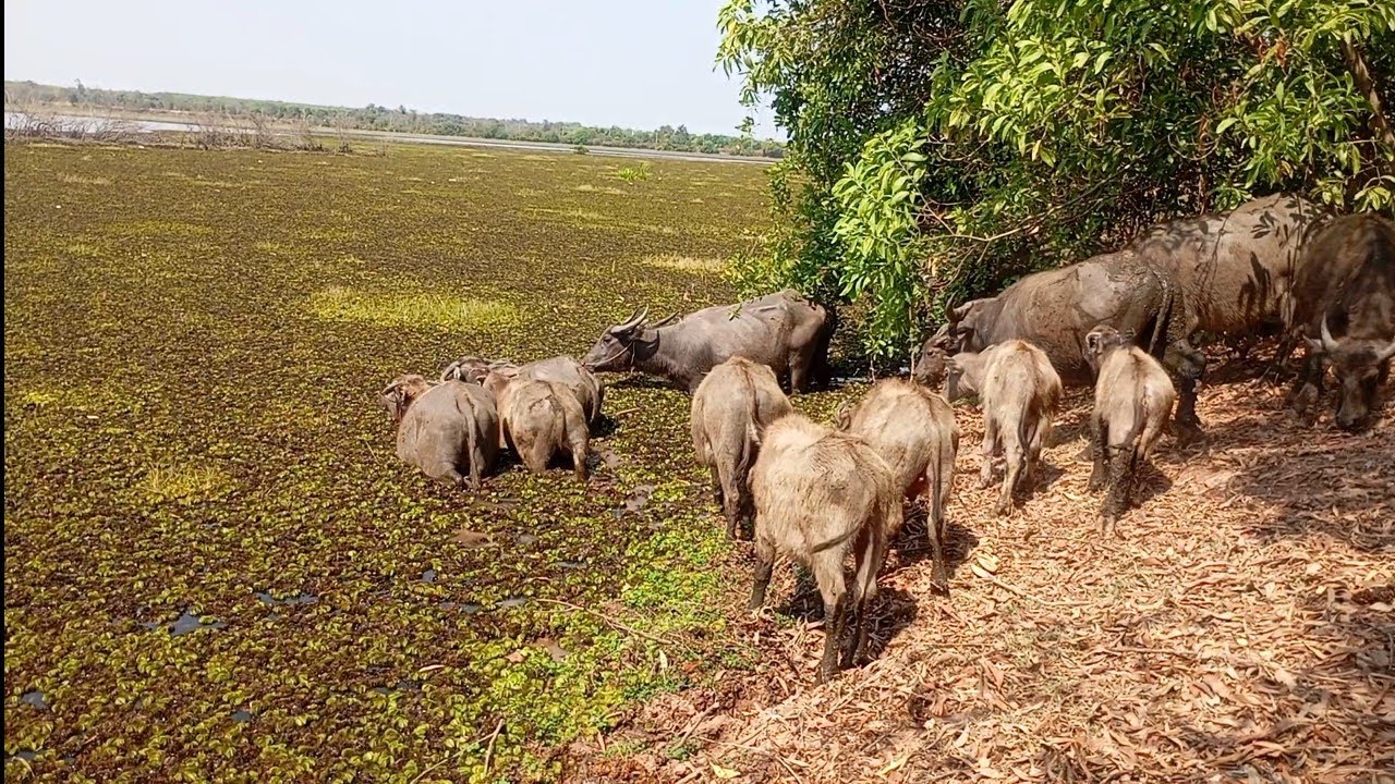 Interesting moment of buffalo crossing the lake