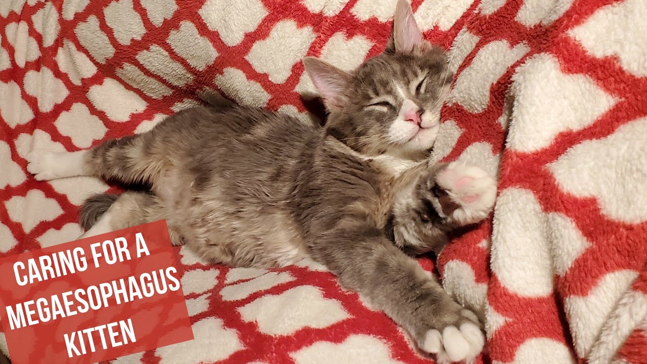 Caring For A Megaesophagus Kitten - Practical Tips & Product Links