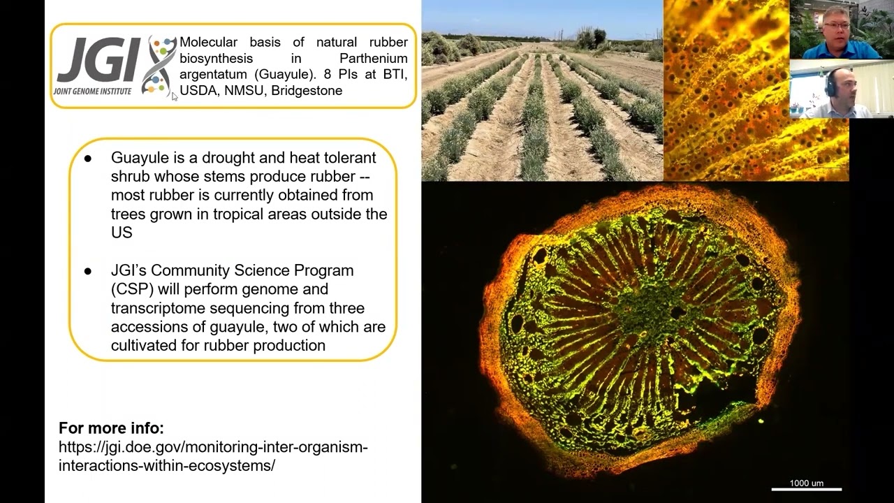Andrew Nelson talks about Guayule