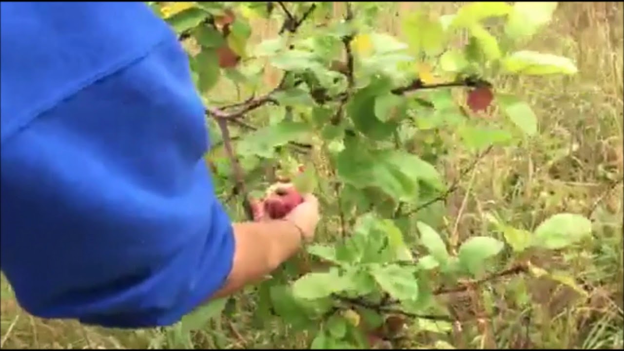 Wild apple Harvest
