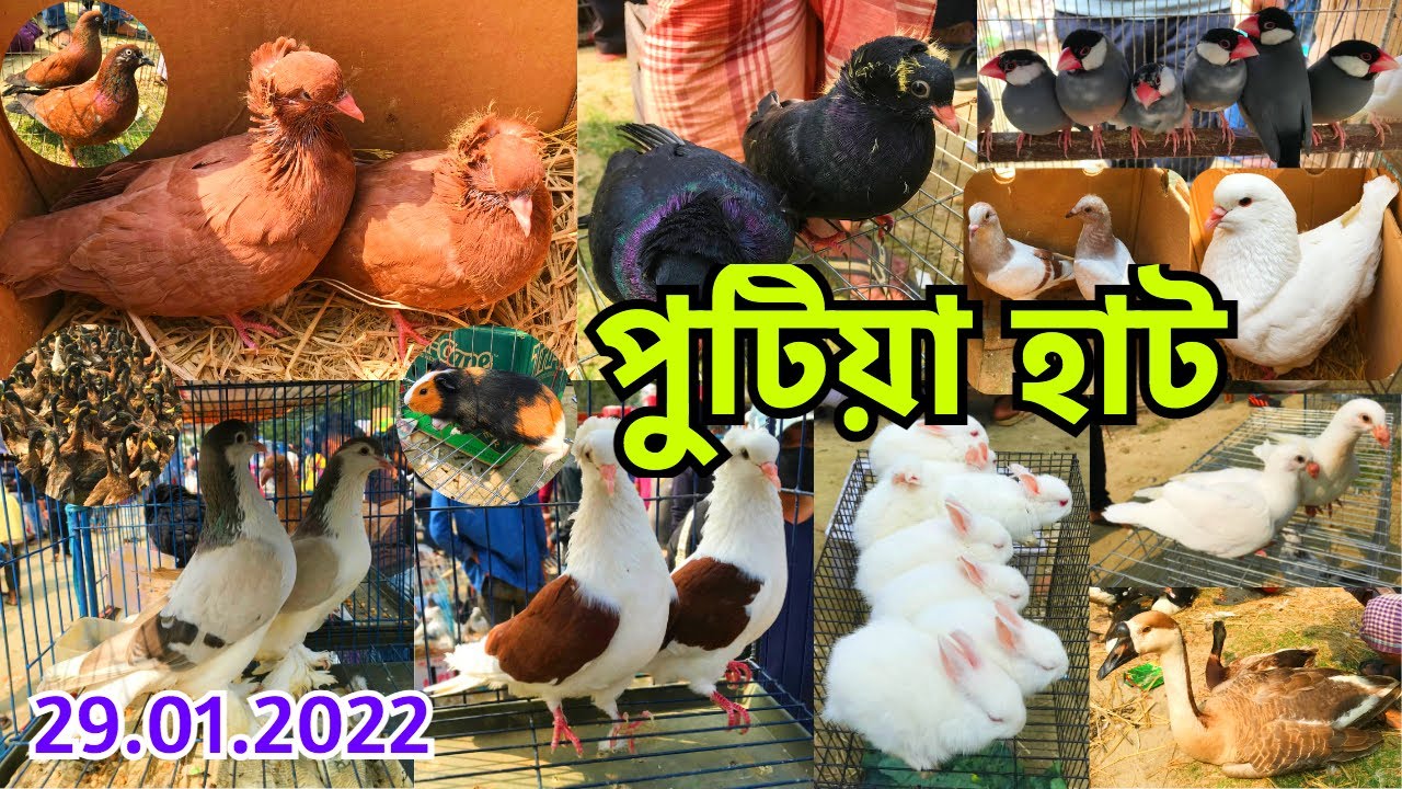 বোম্বাইের স্বর্গরাজ্য নরসিংদীর পুটিয়া হাট | পাখি, কবুতর, হাঁস ও মুরগির দাম জানুন ‌| Putia Haat #385