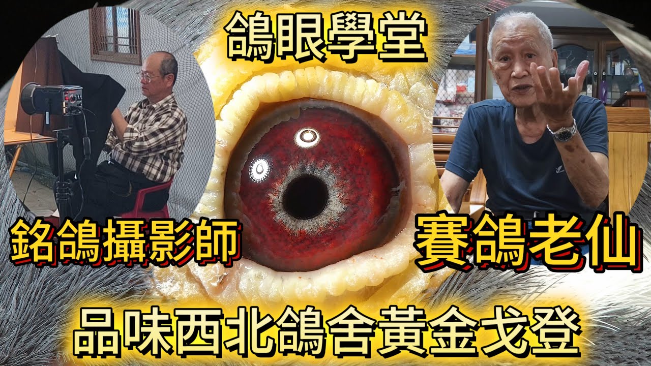 鴿眼學堂～賽鴿老仙與專業攝影師談黃金戈登的優秀之處與配對建議 #邱銘德 #蕭天輔 #888 #西北鴿舍 #鴿系探索 #HVR #修斯肯 #勢山 #綠豆葟 #鴿子 #種鴿 #強豪 #育種 #pigeon