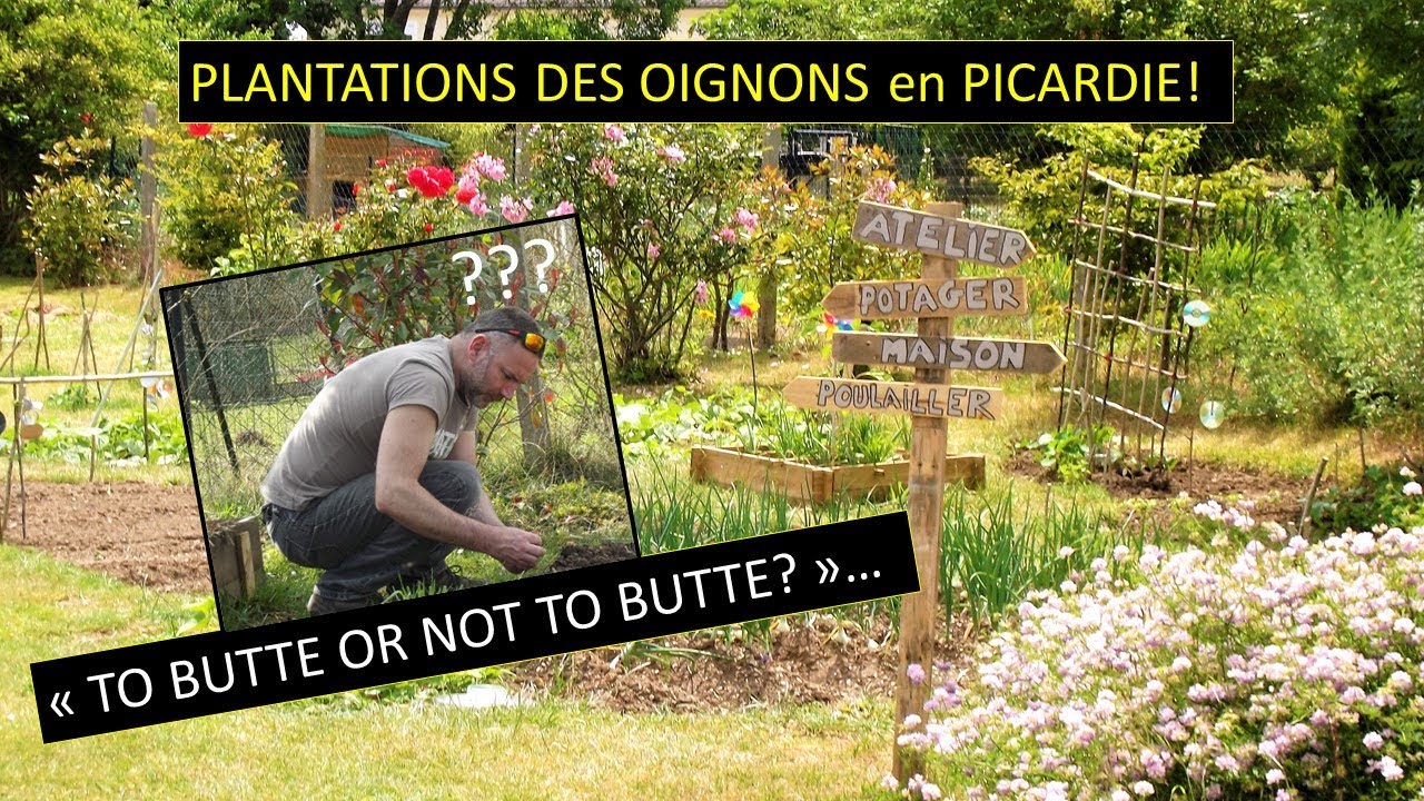 CULTURE DES OIGNONS EN PICARDIE (BUTTE OU PAS ?)