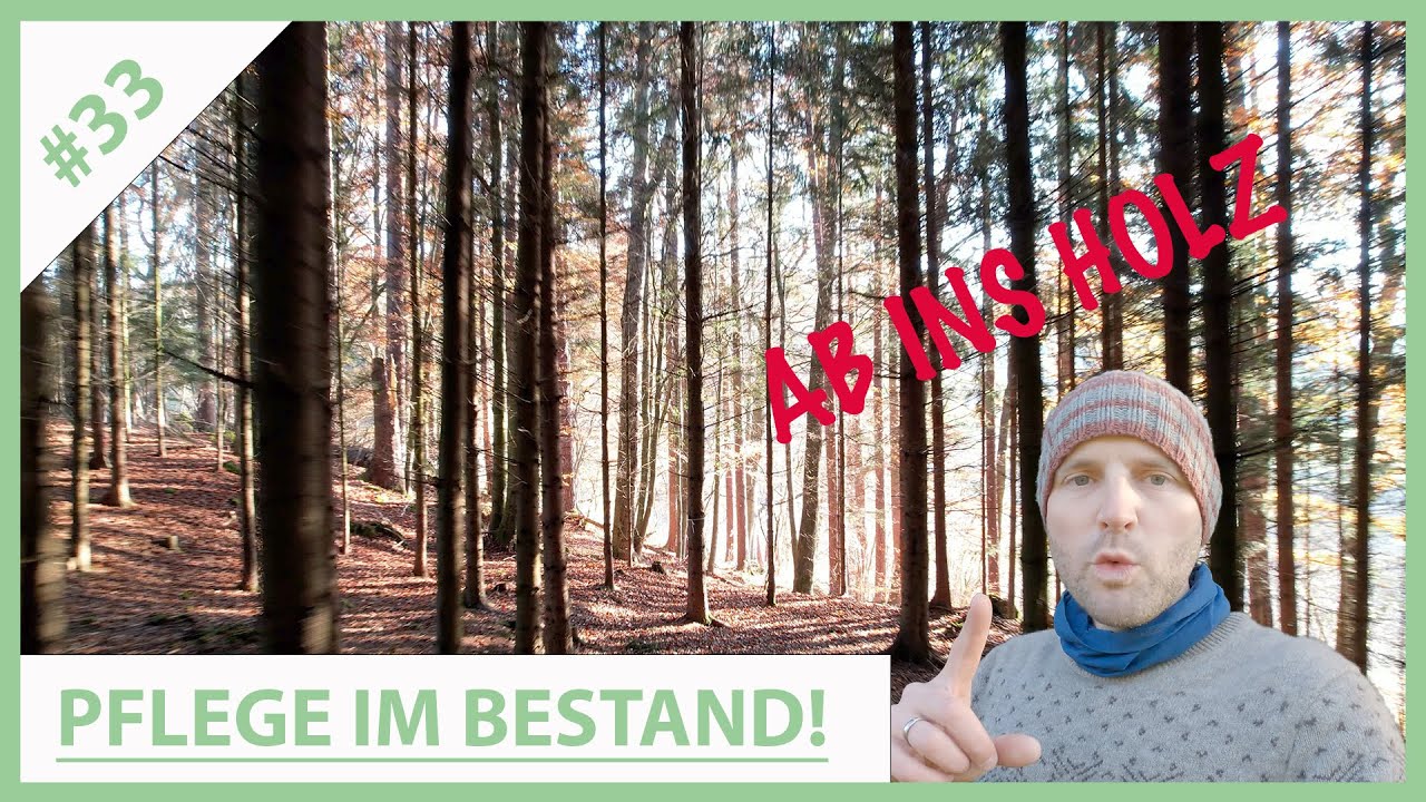 VLOG#33: Pflege im Fichtenbestand! Was ist nach 30 Jahren zu tun?