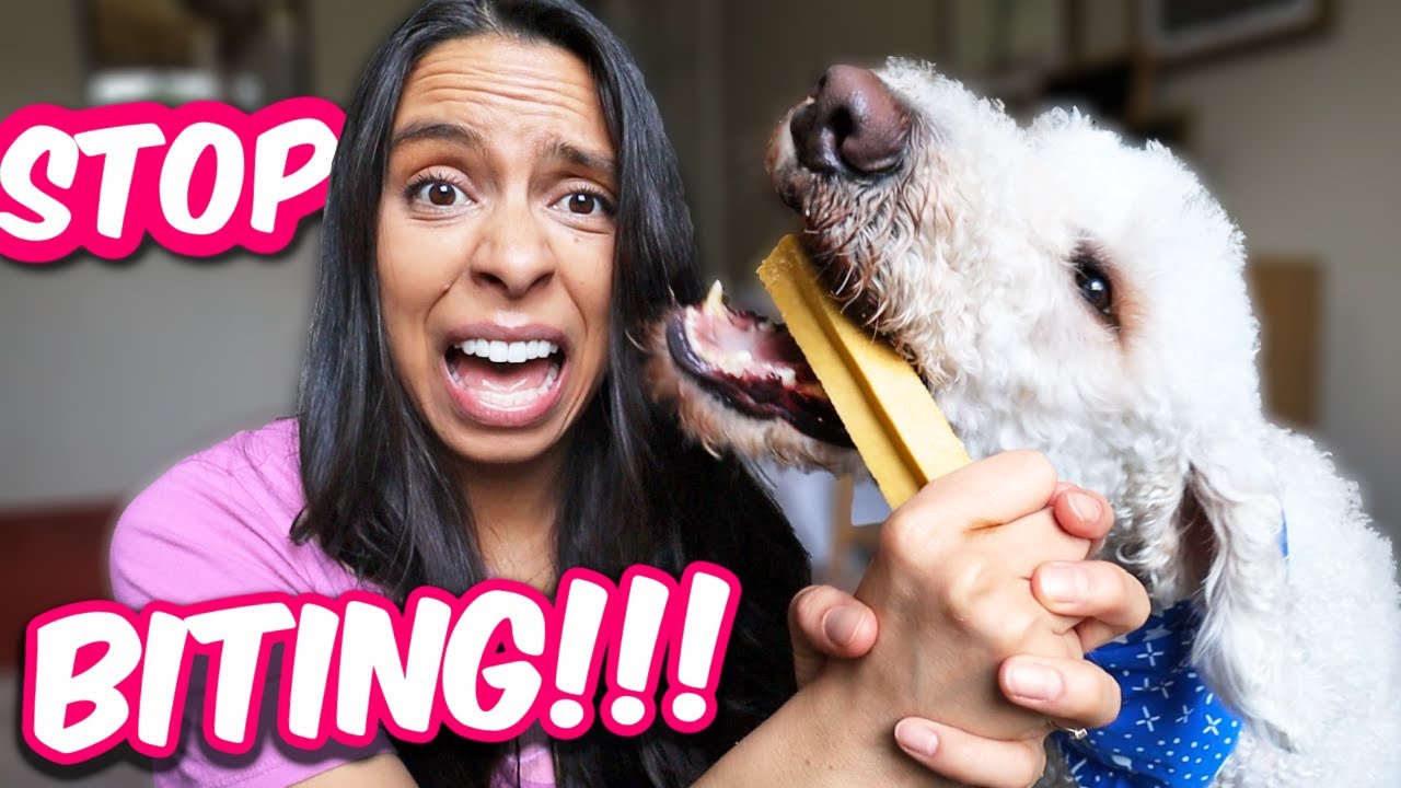 How I STOPPED Growling, BITING & Resource Guarding!