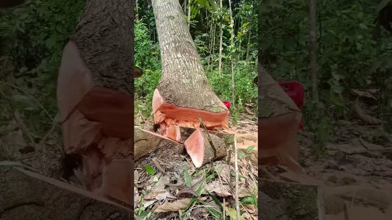 Master the Chainsaw: Precise Tree Felling and Log Processing