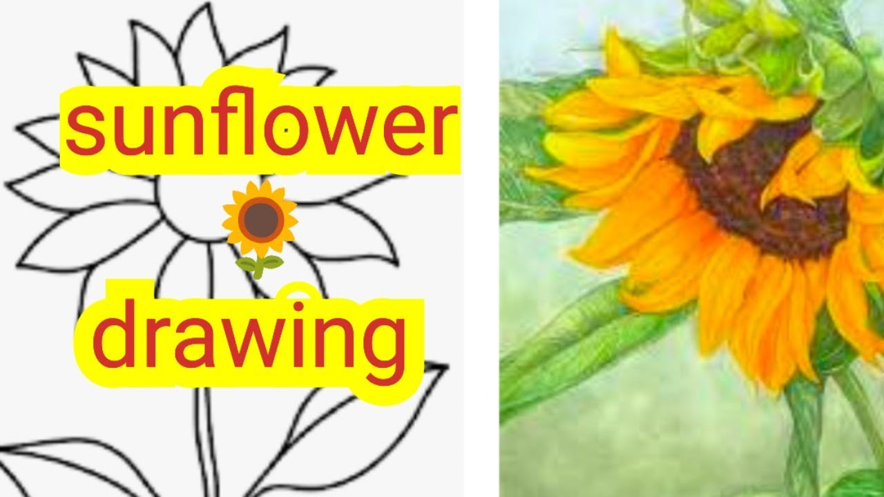 Sunflower Drawing Pencil/How to Draw a Sunflower/सूरजमुखी का फूल बनाएं आसानी से 
