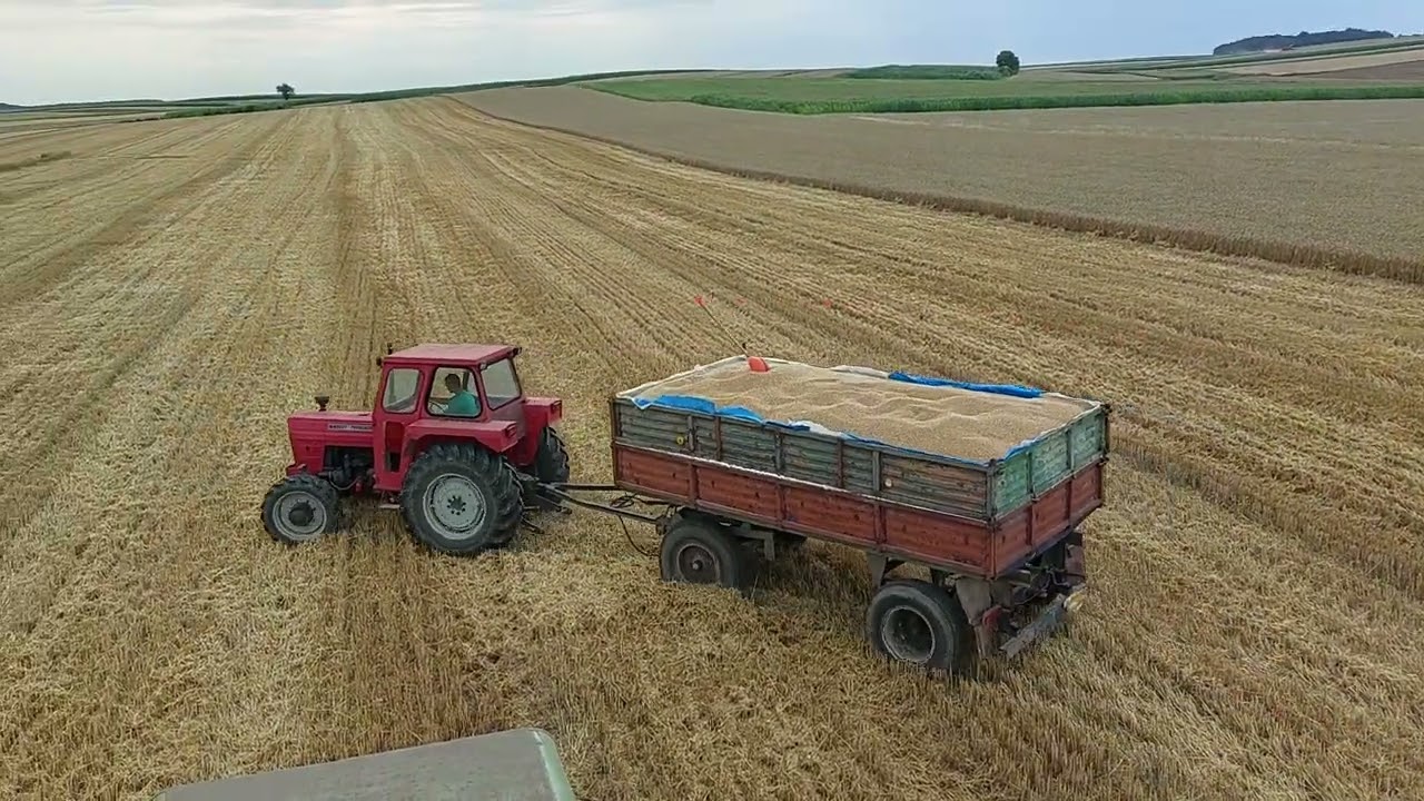 IMT 579 + przyczepa. Żniwa 2022