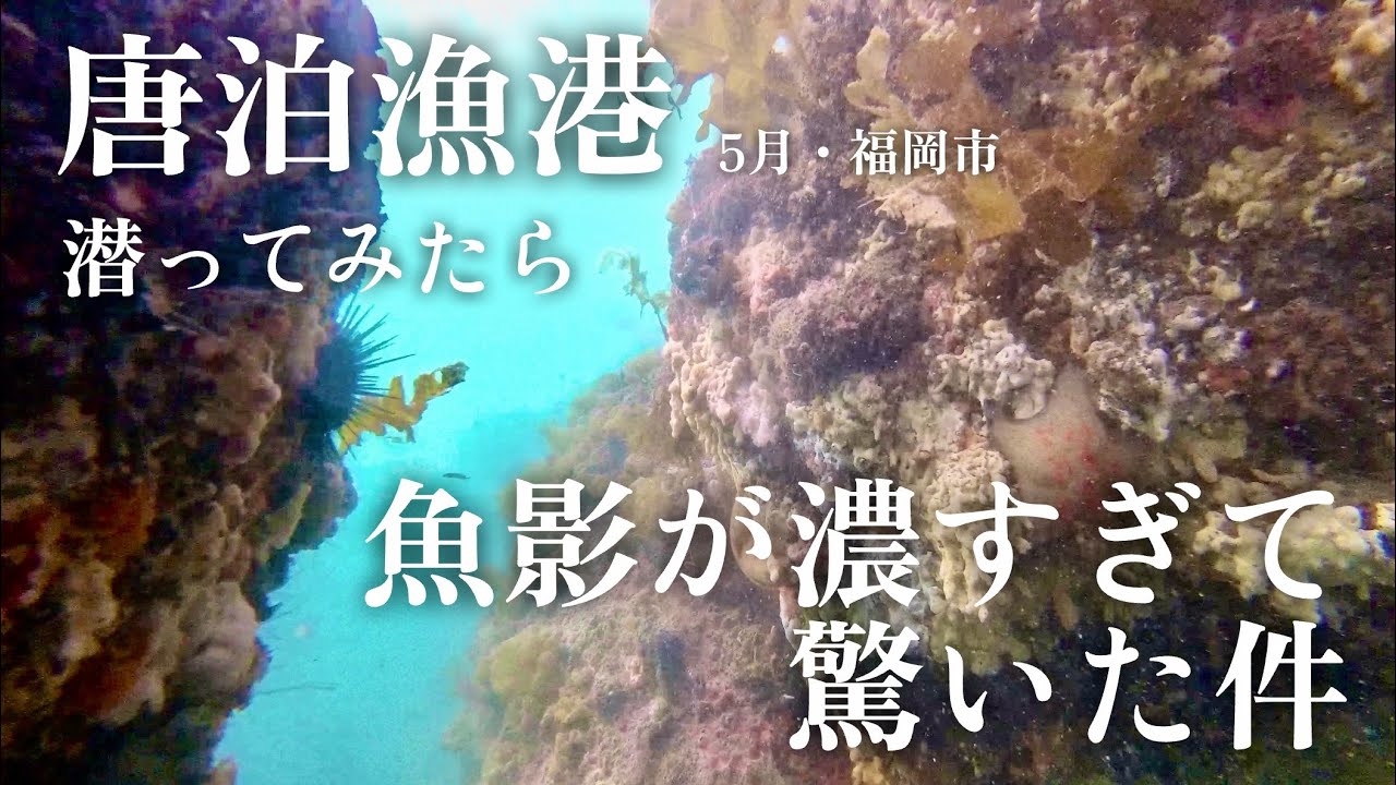 【唐泊漁港・海中映像】堤防外海のテトラ付近に潜ったら魚影が濃すぎて神釣り場だった🐟🐟🐟更に港内も面白い！最高の場所✨#204 福岡釣部 in 福岡・糸島・佐賀・北九州・玄界灘・広島・岡山・瀬戸内海