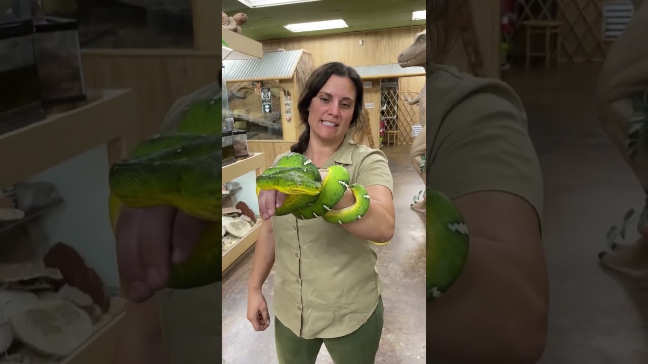 This is an Emerald Tree Boa and they catch birds right out of the Sky🤯