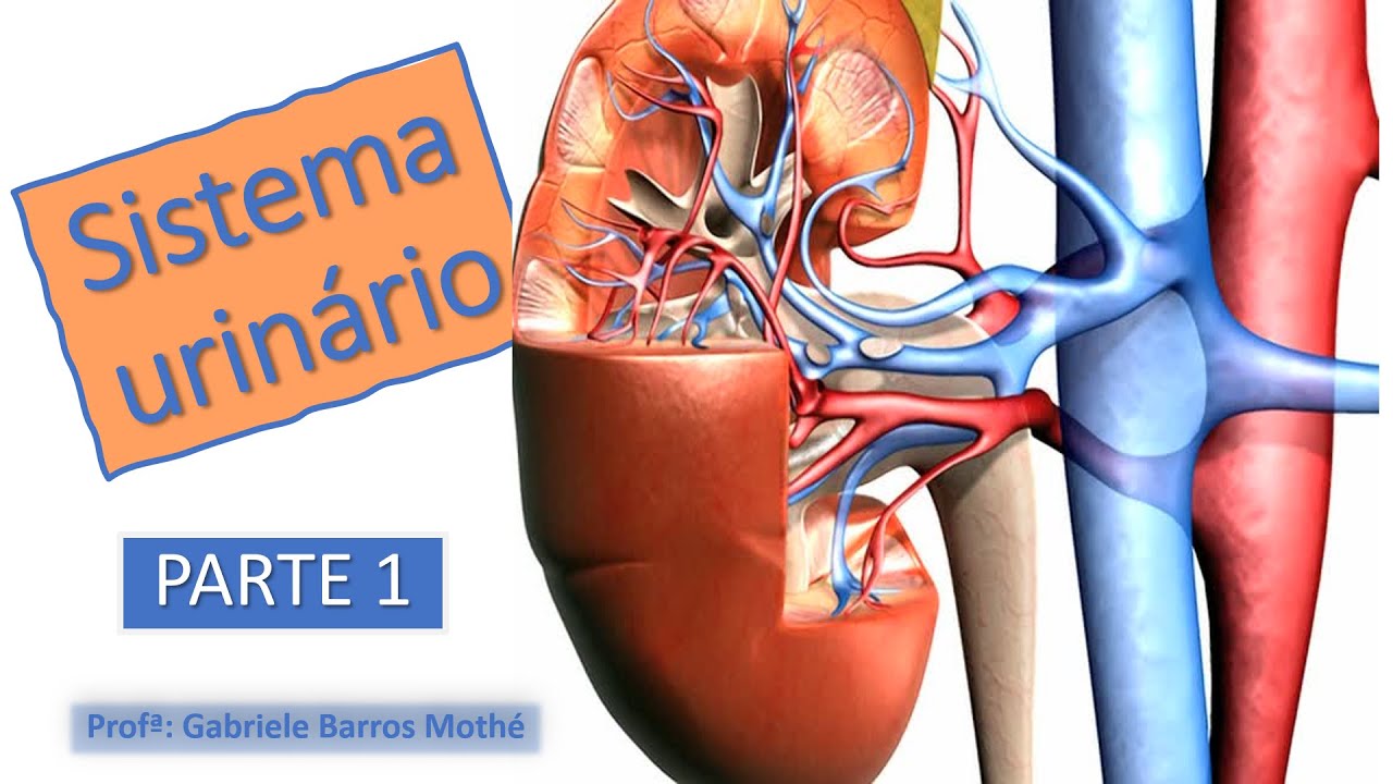 SISTEMA URINÁRIO - parte 1 (anatomia veterinária)