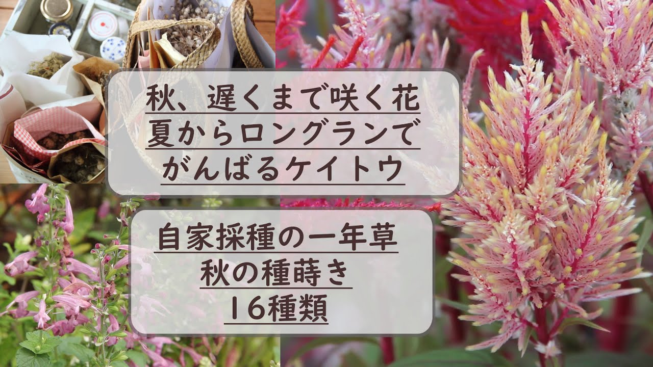 （【秋、遅くまで咲く花】夏からロングランで頑張るケイトウ／自家採種の一年草【秋の種まき１６種類】