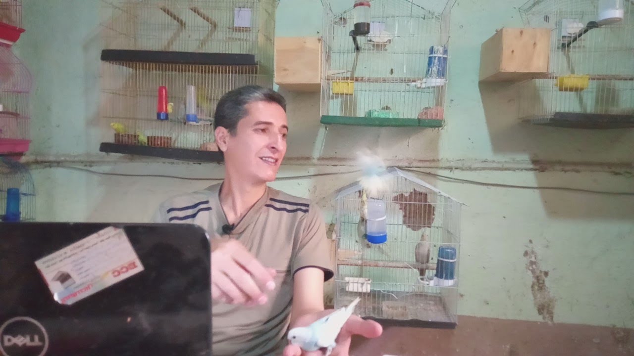 مدة دورة انتاج العصافير الاسترالى البادجى وفترة تحضين البيض وفترة التغزيه قبل الفطام