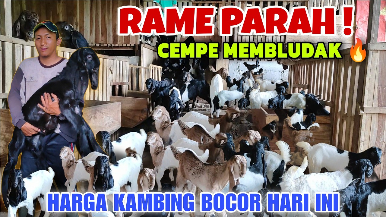 GEGER HARI INI❗BANJIR CEMPE & HARGA KAMBING TERBARU KELUAR